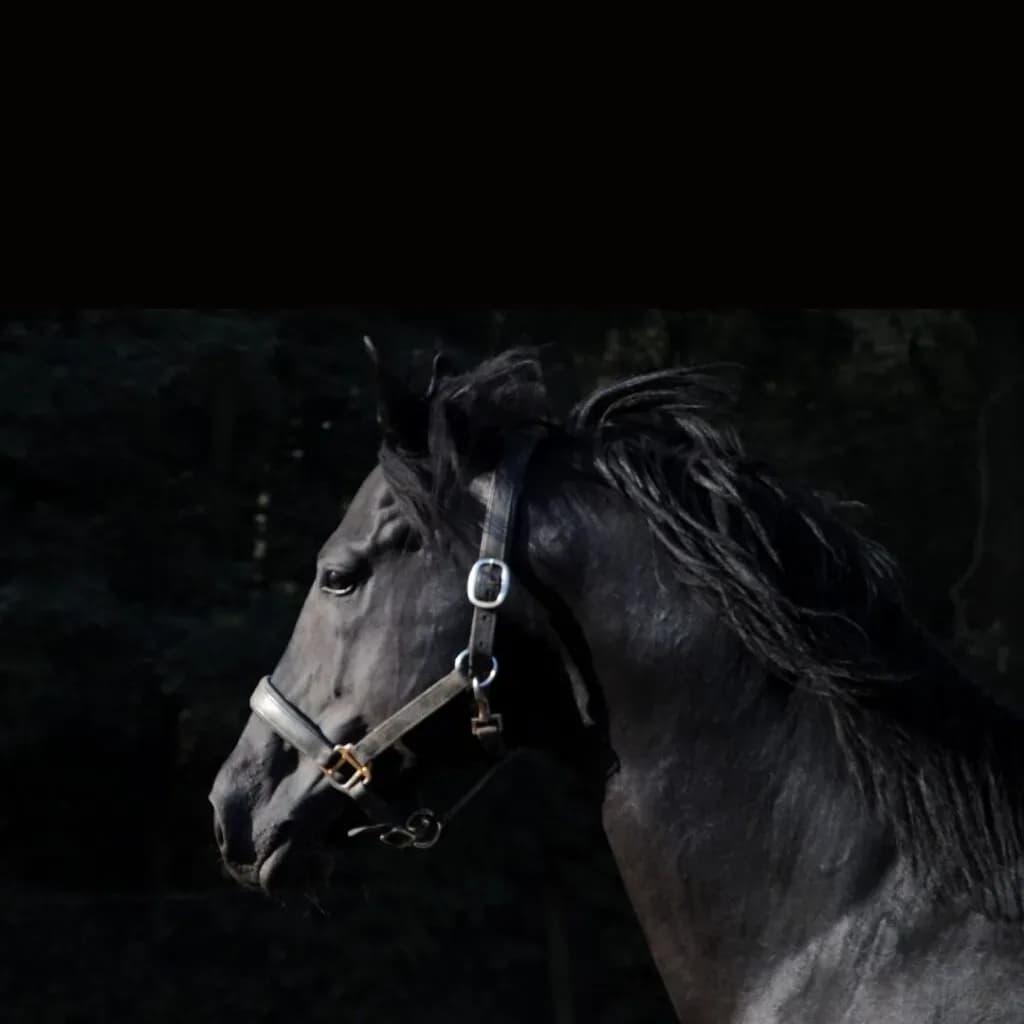 CAVALLI