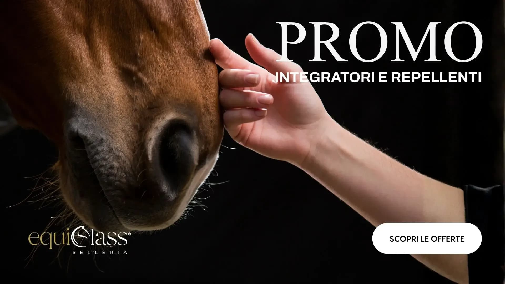 Cura del cavallo